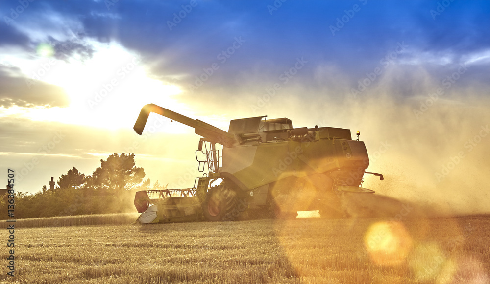 Fototapeta premium Combine harvesting on the South Downs - dramtic backlghit
