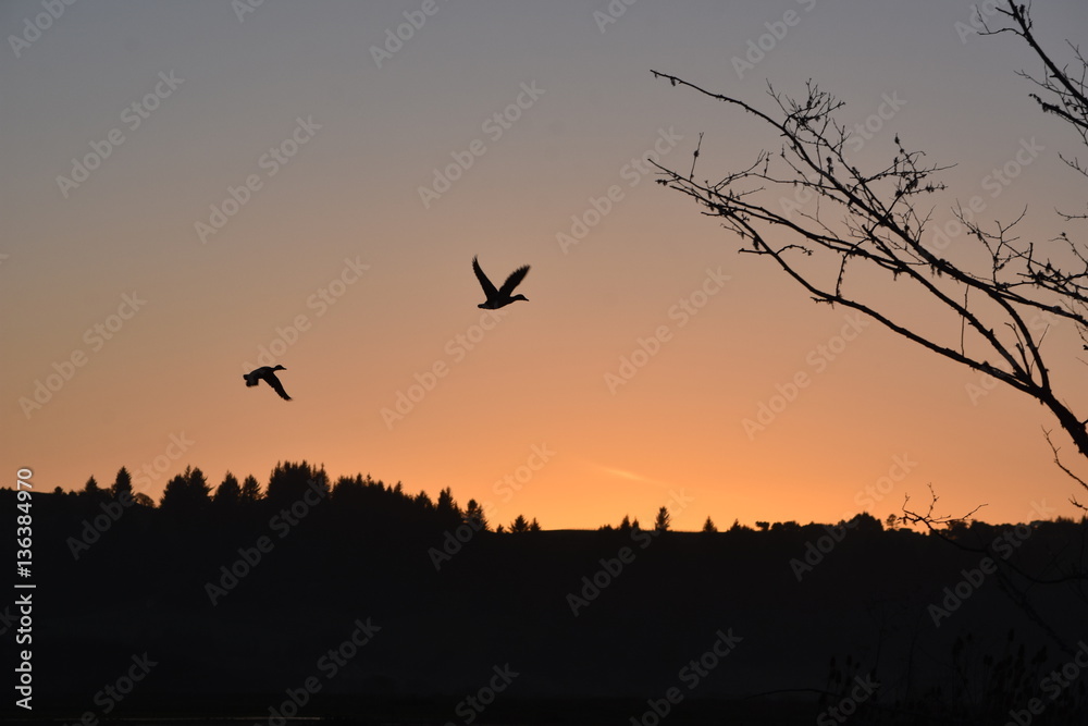 Naklejka premium Mallard Ducks Silhouetted in Flight at Sunset with Trees