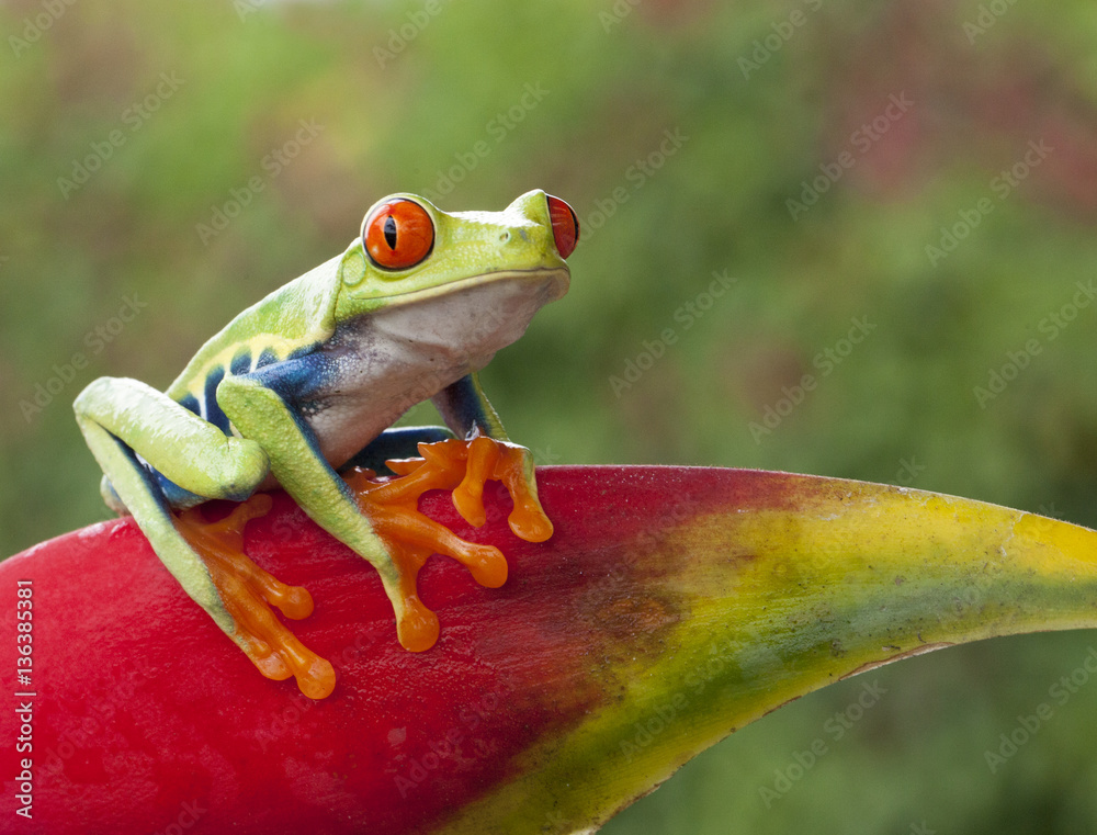 Fototapeta premium Agalychnis callidryas (red-eyed tree frog) sitting on a heliconia flower in costa Rica