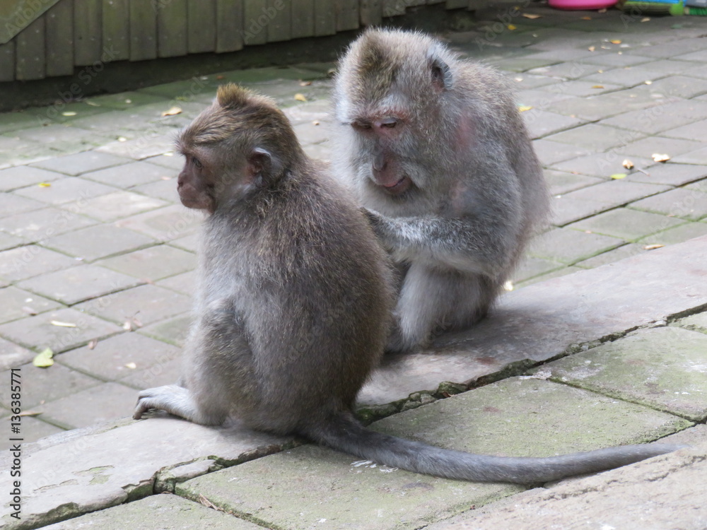 crab-eating macaques grooming