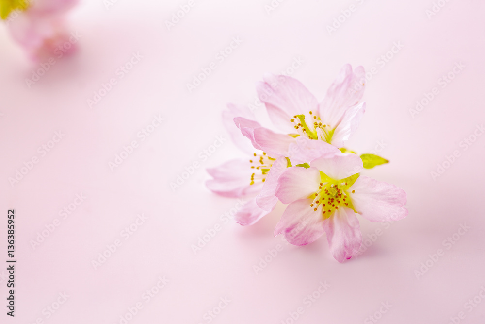 桜 桜