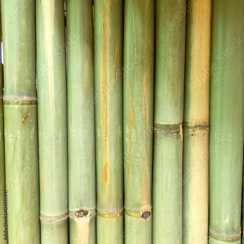 bamboo nature background wallpaper line   