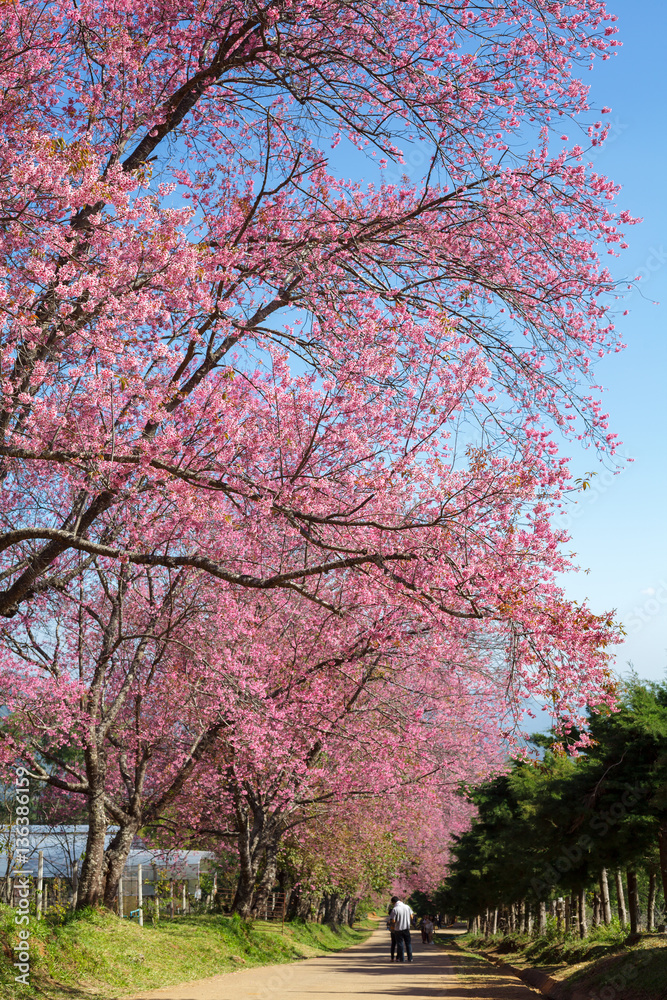 Cherry blossom pathway in Khun Wang ChiangMai, Thailand. Cherry blossom pathway in Khun Wang ChiangMai, Thailand.