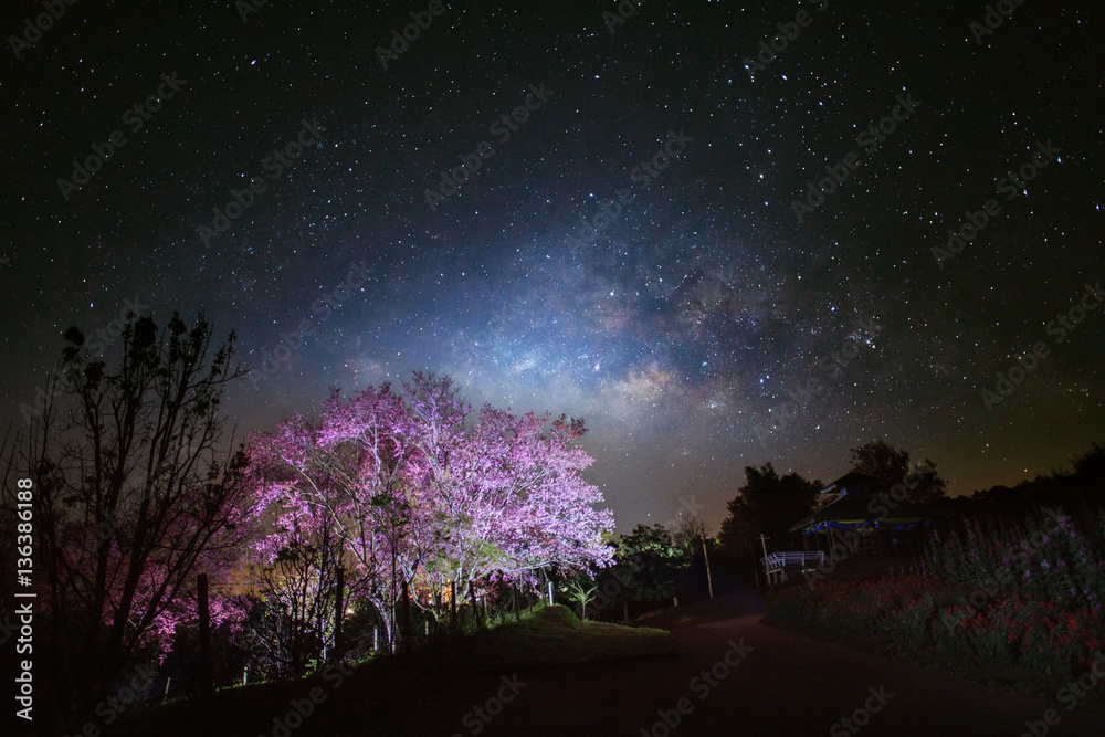 Naklejka premium Milky Way Galaxy and Cherry blossom pathway in Khun Wang ChiangM