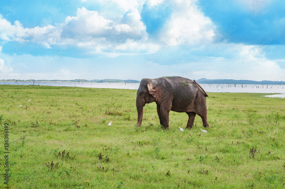 Fototapeta premium Panoramic view with elephant
