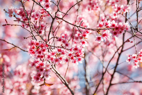 Cherry blossom in Khun Wang ChiangMai, Thailand.