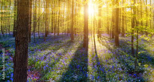 Hallerbos Belgien