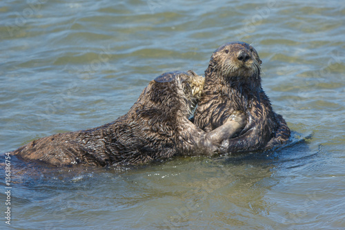 Seaotters kissing and hugging in California coastal waters