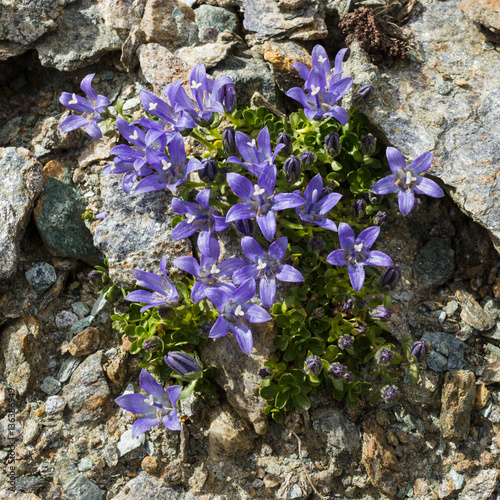 Alpine flower campanula cenisia (Mont Cenis Bellflower),  Aosta valley Italy. Photo taken at an altitude of 3100 meters. photo