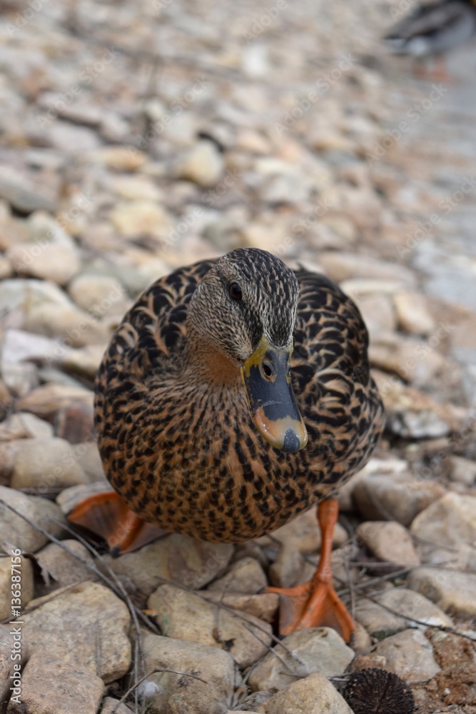 Fototapeta premium Yellow and black duck orange feet