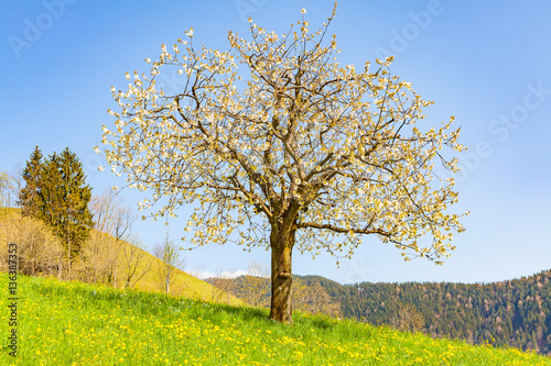 view of a single cherry tree