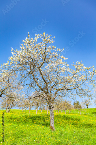 view of a single cherry tree