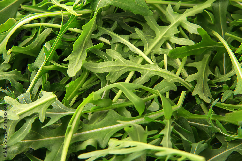 Green fresh rucola background. Rocket salad or arugula. Green fresh rucola background. Rocket salad or arugula.