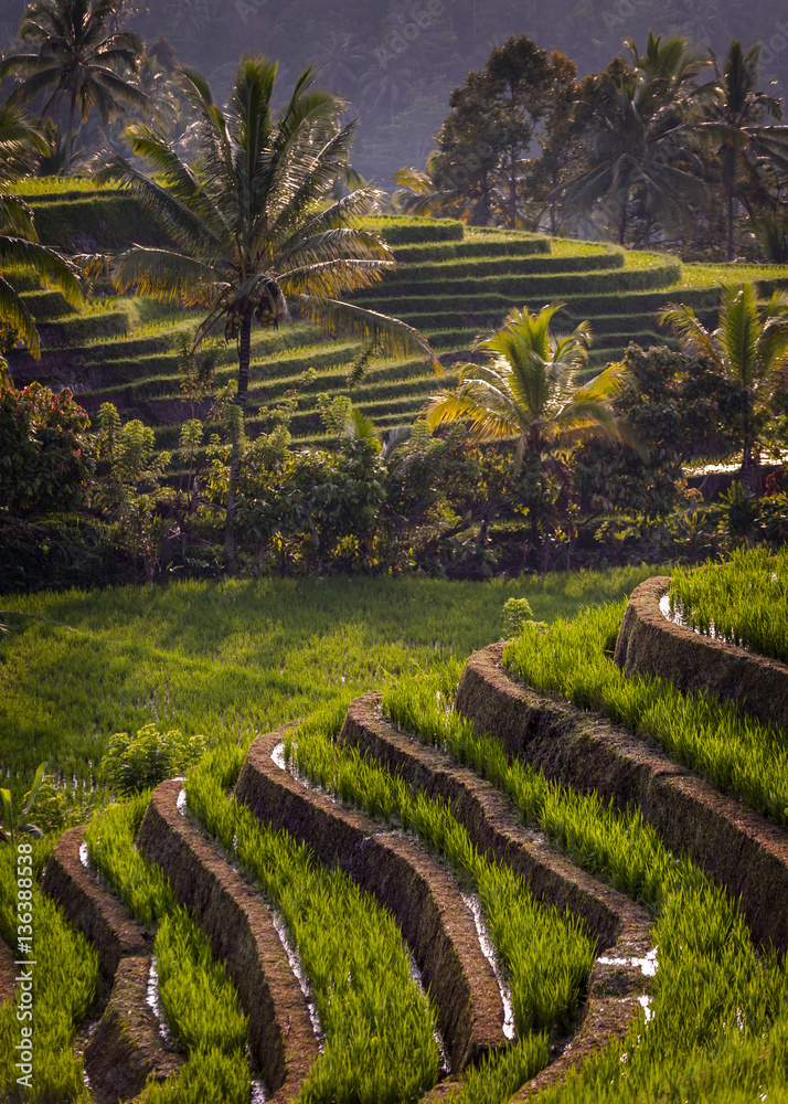 Rice Fields of Bali, Indonesia. The village of Belimbing boasts some of the most beautiful rice terraces in all of Bali. Growers from all over the world come to study their irrigation techniques.