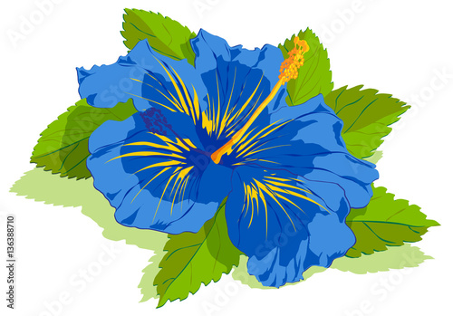 blue tropical hibiscus flower and leaves