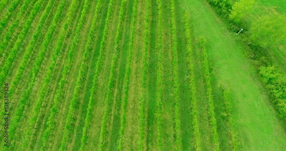 Aerial Tilt-up shot of Tuscany vineyard landscape. Aerial Tilt-up shot of Tuscany vineyard landscape.
