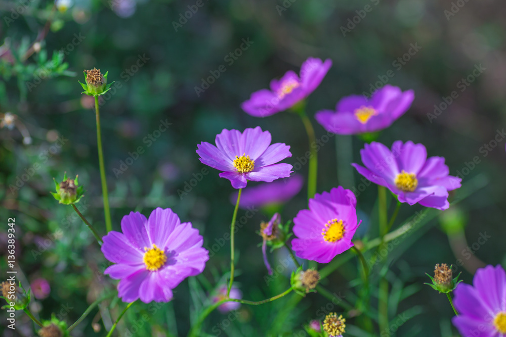 Soft focus Cosmos flowers in the garden. Soft focus Cosmos flowers in the garden.