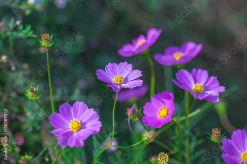 Soft focus Cosmos flowers in the garden.