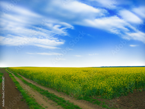 field of rapeseed with beautiful cloud - plant for green energy