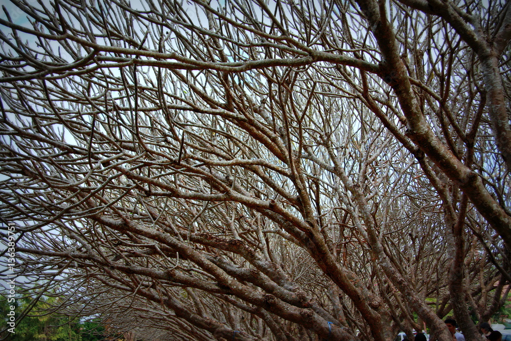Tree of Branch Tree of Branch