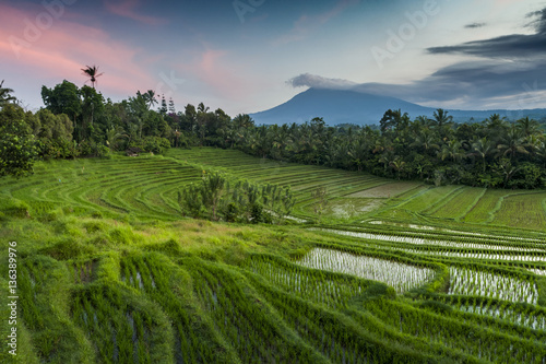 Rice Fields of Bali  Indonesia. The village of Belimbing boasts some of the most beautiful rice terraces in all of Bali. Growers from all over the world come to study their irrigation techniques.