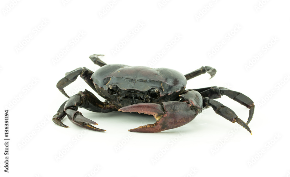 thai crab life on white thai crab life on white