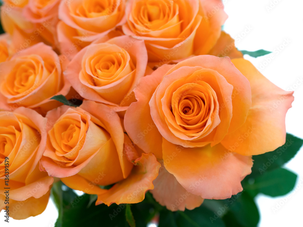 バラの花 バラの花