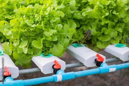 Organic hydroponic vegetable cultivation farm. photo