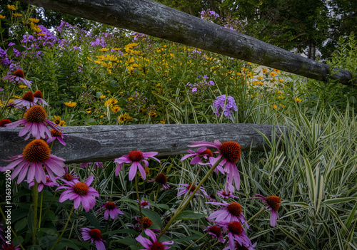 Perennials garden 