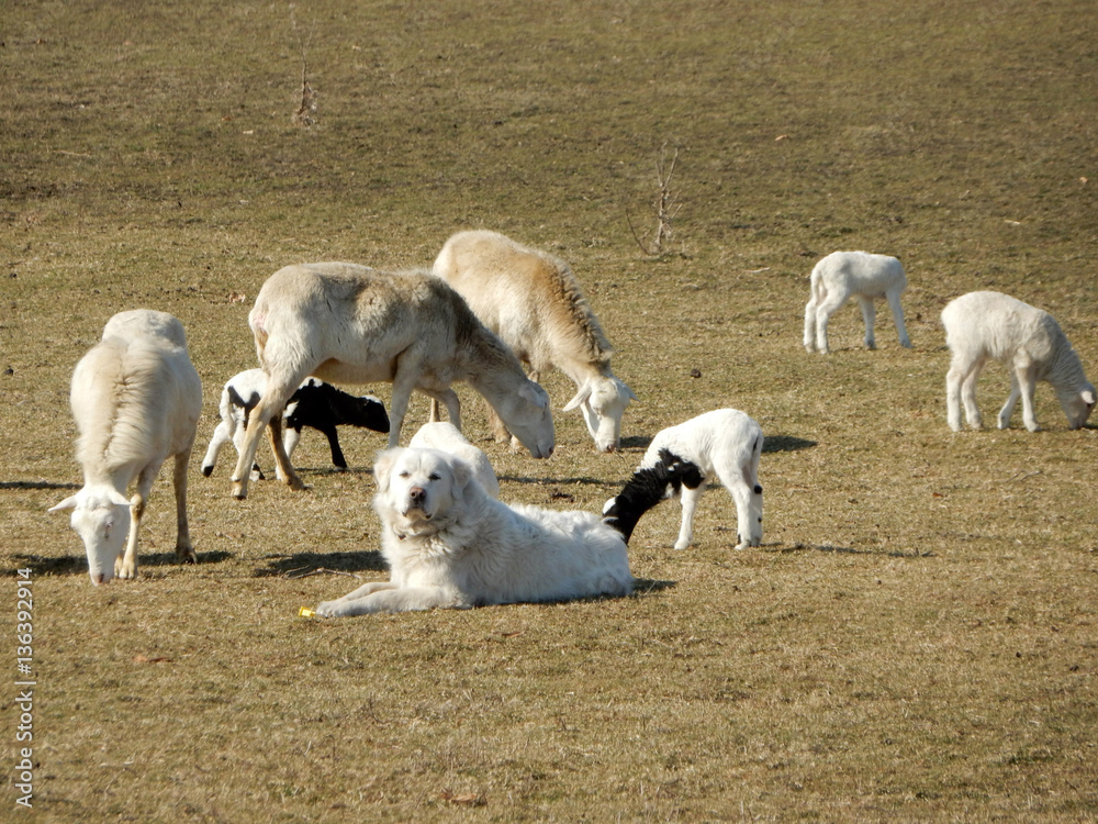 The Guard of the Sheep The Guard of the Sheep