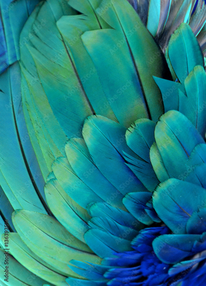 Naklejka premium Macro photograph of the green and blue feathers of a macaw.