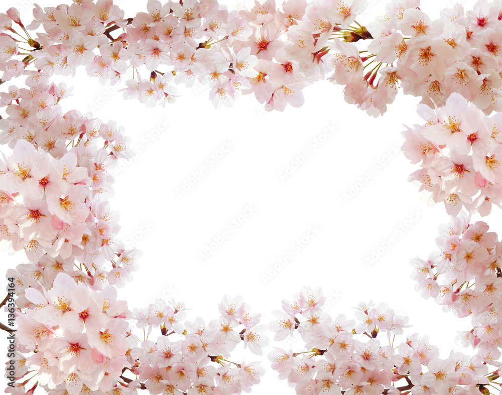 Fototapeta premium 満開の桜フレーム