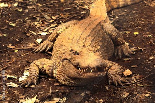 Obraz na płótnie Freshwater crocodile or alligator in zoo Thailand. w salonie