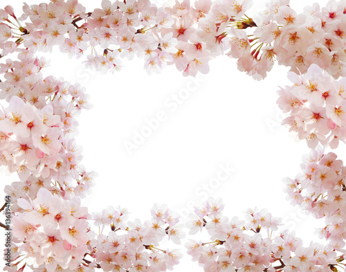 満開の桜フレーム