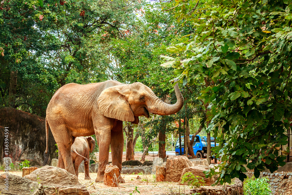 African elephants in zoo