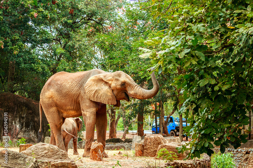 Obraz na płótnie African elephants in zoo w salonie