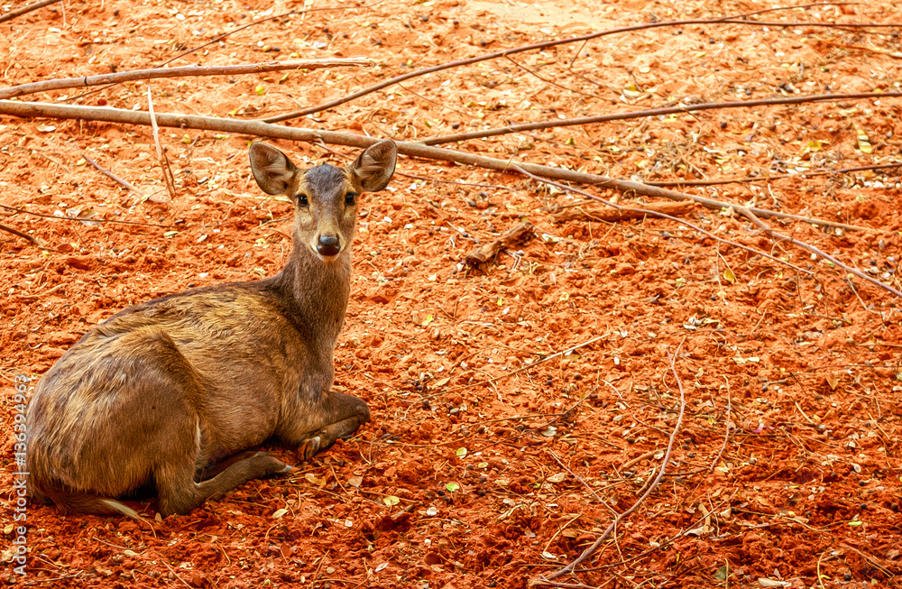 Brown deer in zoo