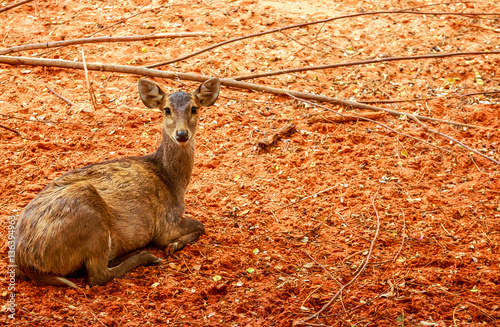 Obraz na płótnie Brown deer in zoo w salonie