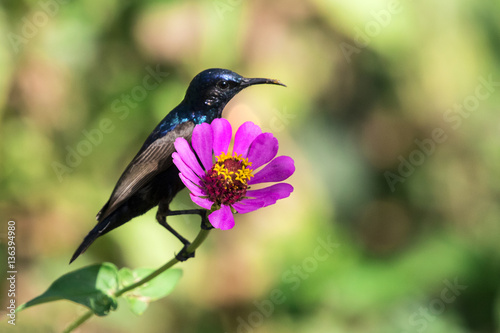 Image of a bird (purple sunbird). Wild Animals. photo