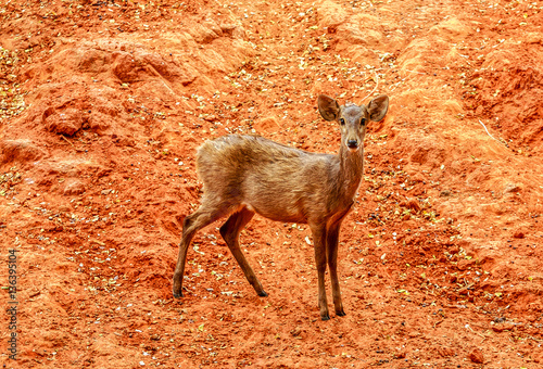 Brown deer  in zoo