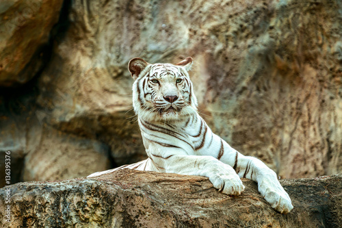 Albino tiger sleep on rock in zoo
