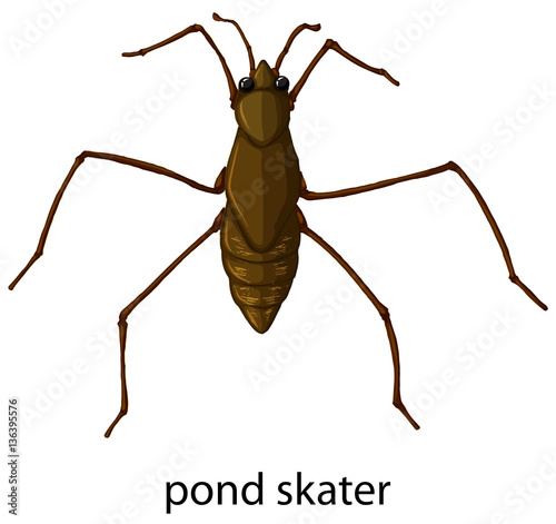 Insect wordcard for pond skater