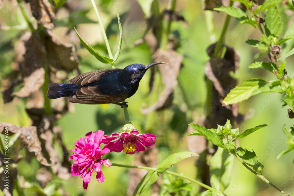 Image of a bird (purple sunbird). Wild Animals. Image of a bird (purple sunbird). Wild Animals.