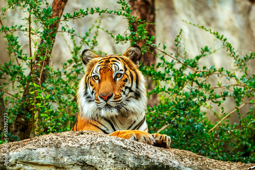 Tiger in zoo