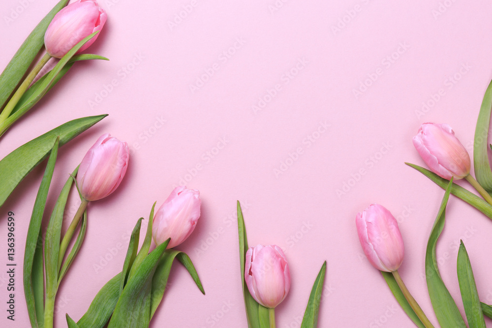 Pink tulips on the pink background. Flat lay, top view.  Valenti
