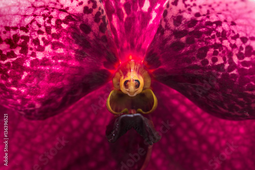 Fototapeta Naklejka Na Ścianę i Meble -  closeup macro orchid flower pollen texture.