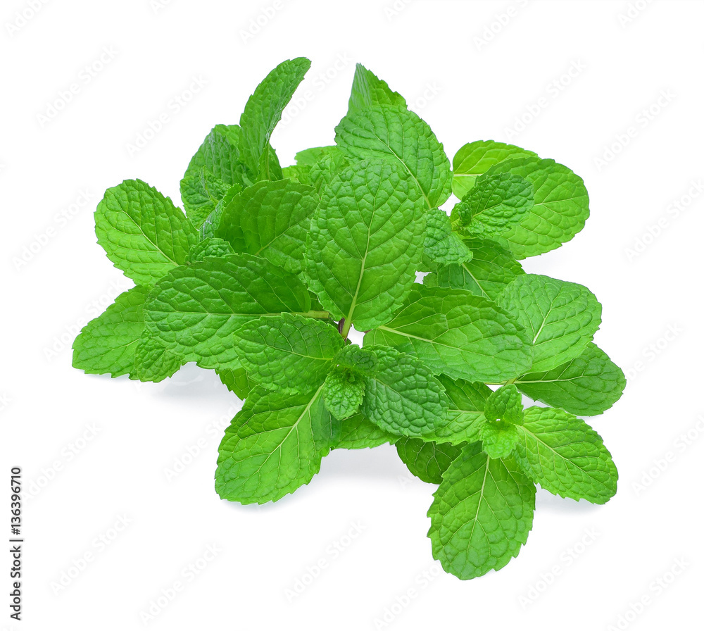 mint leaf on white background mint leaf on white background