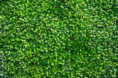 Fototapeta plastic fake green ivy plant nature background.
