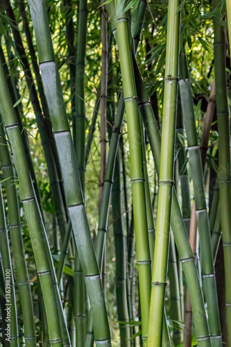 tall bamboo forest