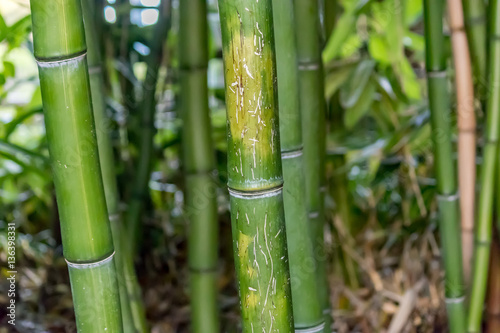 bamboo close up